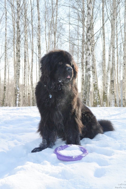 Фото: ньюфаундленд Бегущая по Волнам Есперанто Етуло Чуи