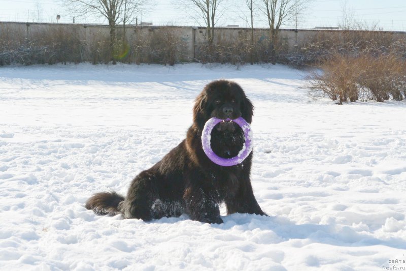 Фото: ньюфаундленд Бегущая по Волнам Есперанто Етуло Чуи