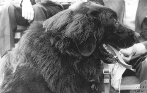 Фото: ньюфаундленд Мираж