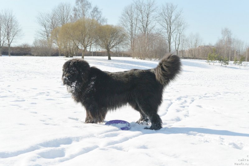Фото: ньюфаундленд Бегущая по Волнам Есперанто Етуло Чуи