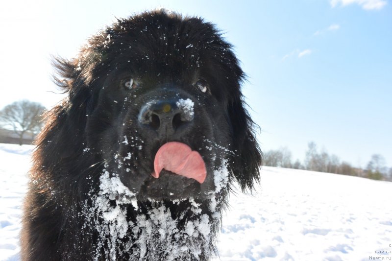 Фото: ньюфаундленд Бегущая по Волнам Есперанто Етуло Чуи