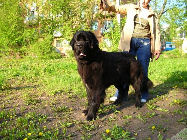 Фото: ньюфаундленд Арх Бьюти Одри Вольная Птица