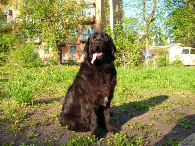 Фото: ньюфаундленд Арх Бьюти Одри Вольная Птица