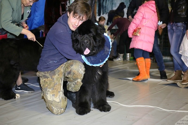 Фото: ньюфаундленд Ньюфорт Фараон Аю-Воробей от Шален