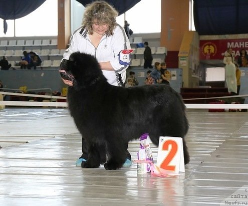 Фото: ньюфаундленд С'Нежная Вьюга Армандо Паруссо (S'Nezhnaya Vjuga Armando Parusso)