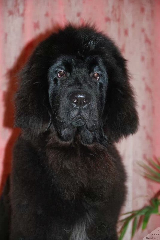 Фото: ньюфаундленд Geneva Moon Bear