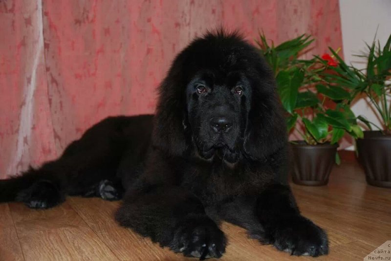 Фото: ньюфаундленд Geneva Moon Bear