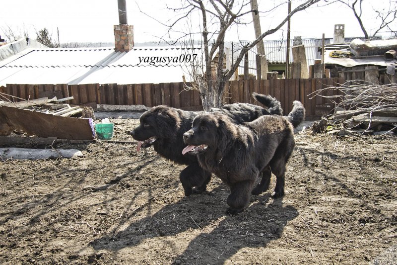 Фото: ньюфаундленд Черный Балу Добрыня, ньюфаундленд Черный Балу Донна