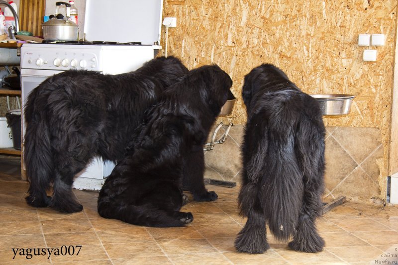 Фото: ньюфаундленд Юнона из Золотого Треугольника, ньюфаундленд Черный Балу Добрыня, ньюфаундленд Явная Красота