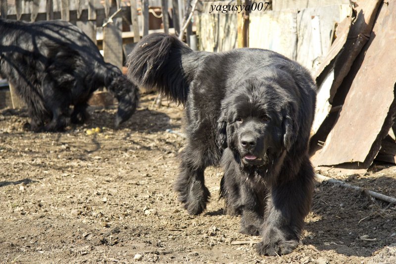 Фото: ньюфаундленд Явная Красота