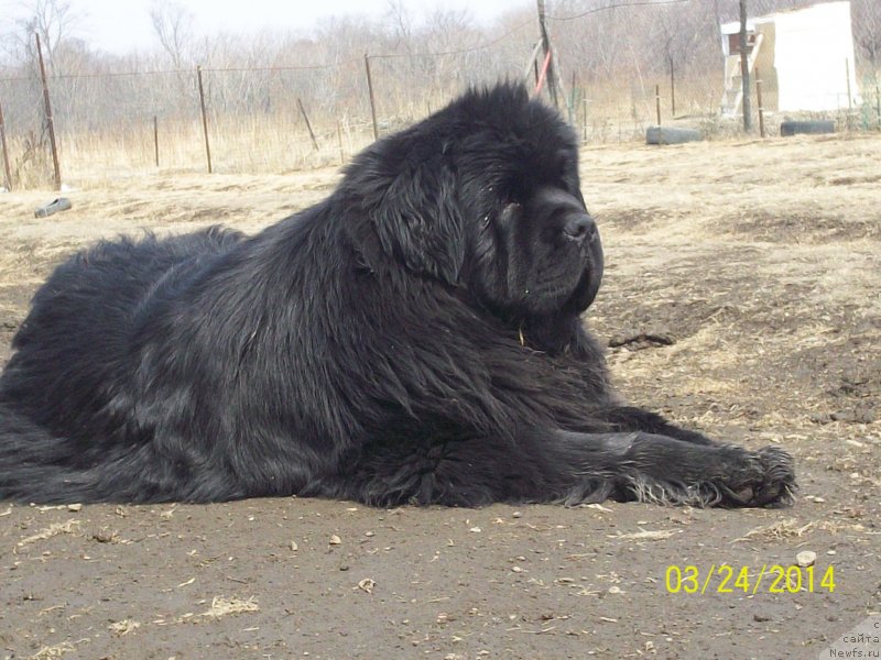 Фото: ньюфаундленд Супер Премиум Микадо (Super Premium Mikado)