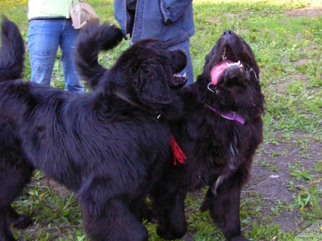 Фотография № 14966