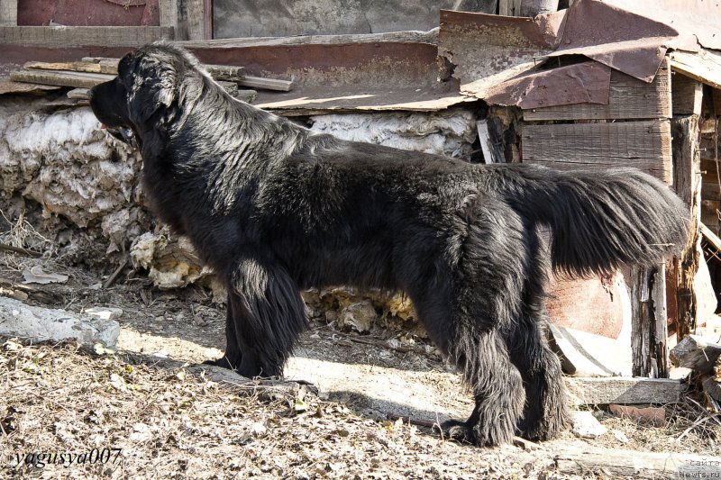 Фото: ньюфаундленд Явная Красота