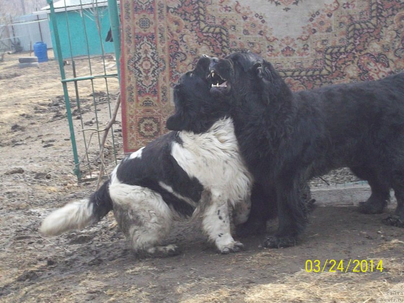 Фото: ньюфаундленд Вито Качо Ферл (Vito Kacho Ferl), ньюфаундленд Супер Премиум Литониэль Валланинор (Super Premium Litoniel Vallaninor)