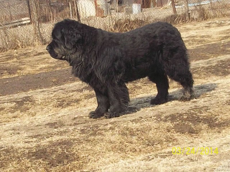 Фото: ньюфаундленд Вито Качо Ферл (Vito Kacho Ferl)