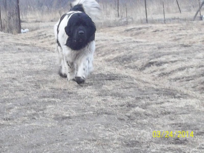 Фото: ньюфаундленд Супер Премиум Литониэль Валланинор (Super Premium Litoniel Vallaninor)