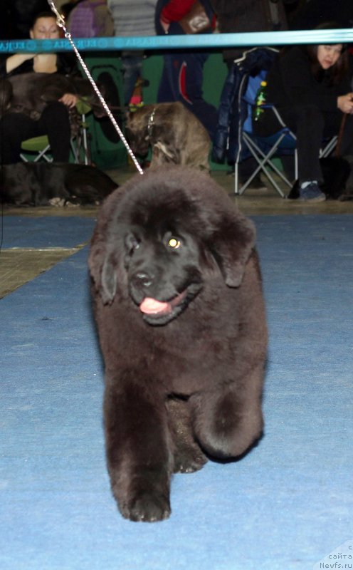 Фотография № 149672