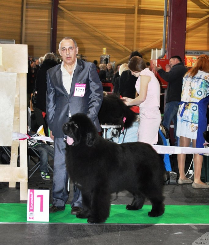 Фото: ньюфаундленд Звездный Дар Агасси (Zvezdnij Dar Agassi)