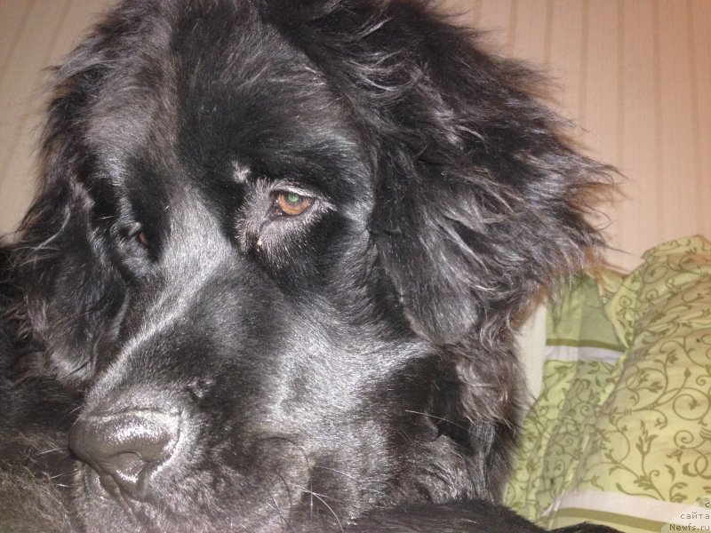 Фото: ньюфаундленд Черный Балу Джонс