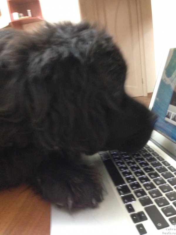 Фото: ньюфаундленд Черный Балу Джонс