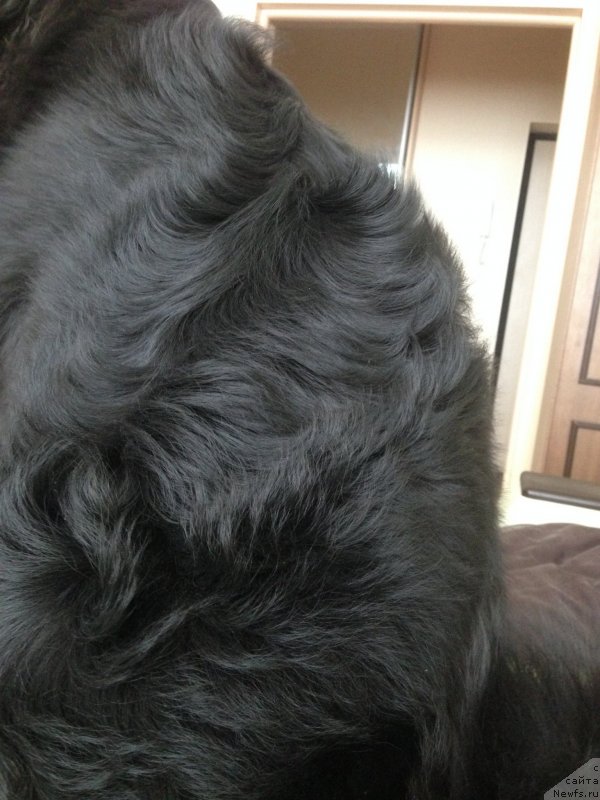 Фото: ньюфаундленд Черный Балу Джонс