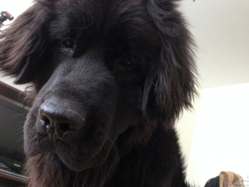 Фото: ньюфаундленд Черный Балу Джонс