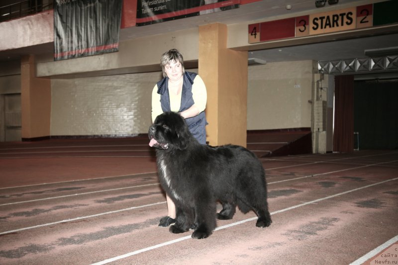 Фото: ньюфаундленд Love Me Tender Midnight Bear