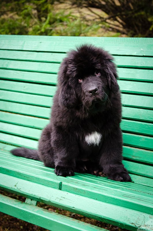 Фото: ньюфаундленд Мерседес Вялiкi Мядзведзь (Mercedes Vialiki Miadzvedz)