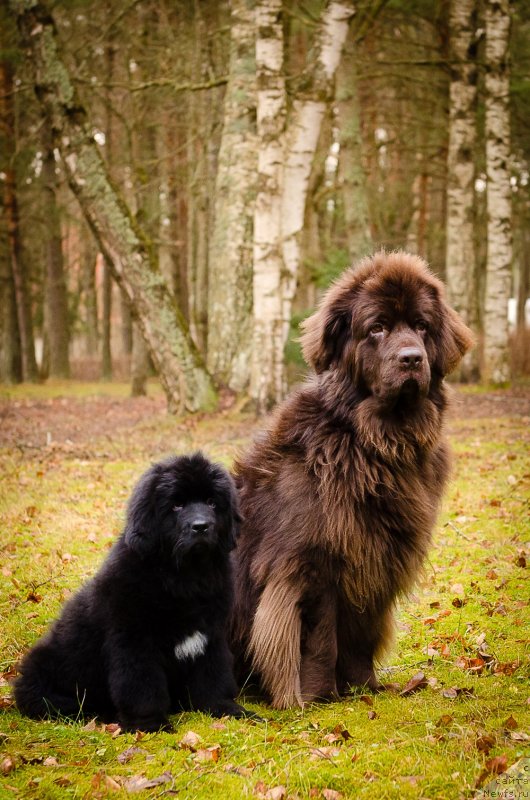 Фото: ньюфаундленд Мерседес Вялiкi Мядзведзь (Mercedes Vialiki Miadzvedz), ньюфаундленд Newettas Vanessa
