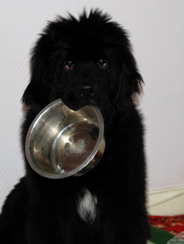 Фотография № 149693