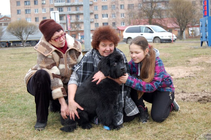 Фото: ньюфаундленд Мерседес Вялiкi Мядзведзь (Mercedes Vialiki Miadzvedz)