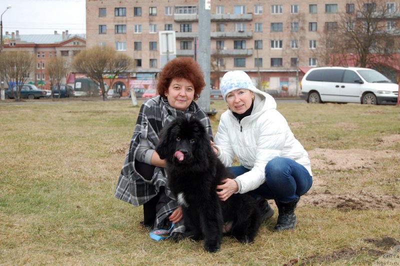 Фото: ньюфаундленд Мерседес Вялiкi Мядзведзь (Mercedes Vialiki Miadzvedz)