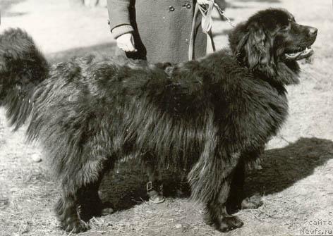 Фото: ньюфаундленд Цегги Эрлдозор