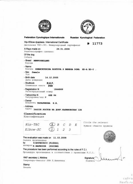 Фото: ньюфаундленд Жемчужина Ростова с Берега Дона (Zhemchuzhina Rostova s Berega Dona)