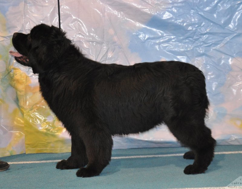 Фото: ньюфаундленд Хан Тенгри Бирс Вайкики