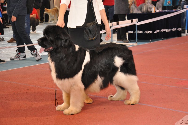 Фотография № 149716