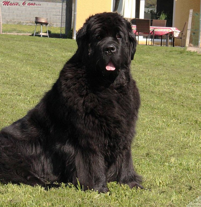 Фото: ньюфаундленд Fairweathers Prophecy