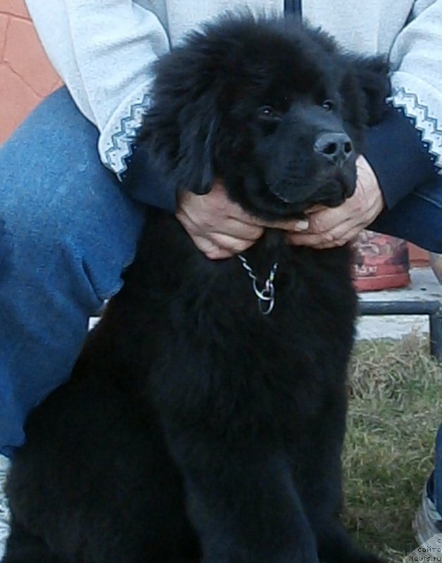 Фото: ньюфаундленд Chudotvorniy Atlas Kara Deniz