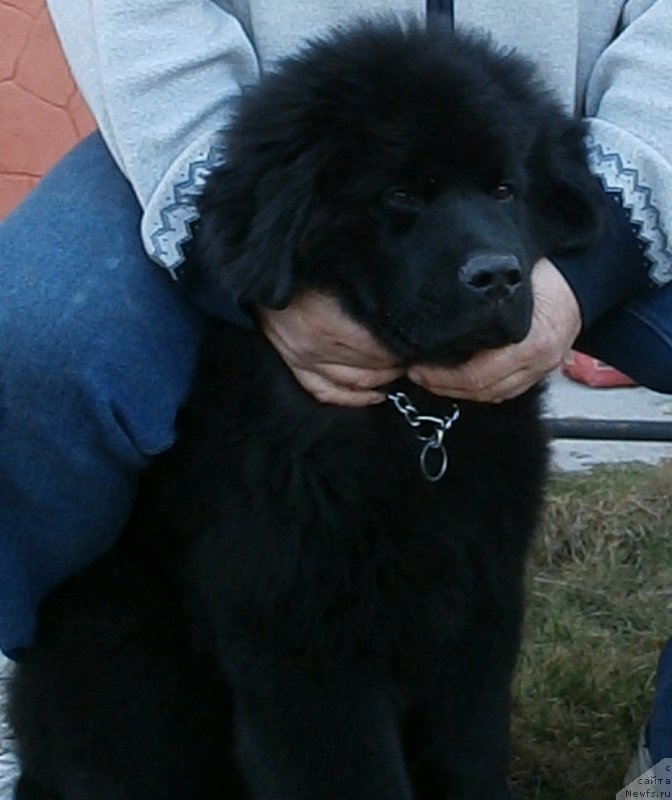 Фото: ньюфаундленд Chudotvorniy Atlas Kara Deniz