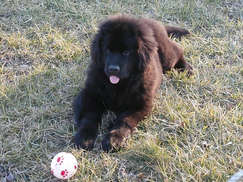 Фото: ньюфаундленд Chudotvorniy Atlas Kara Deniz