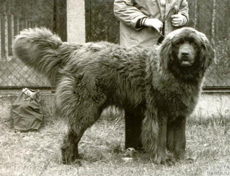 Фото: ньюфаундленд Герцед Фарад