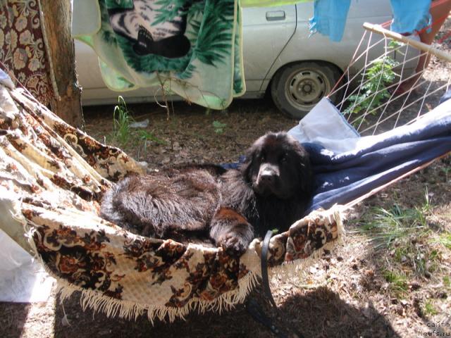 Фото: ньюфаундленд Лесная Сказка Роза Черная