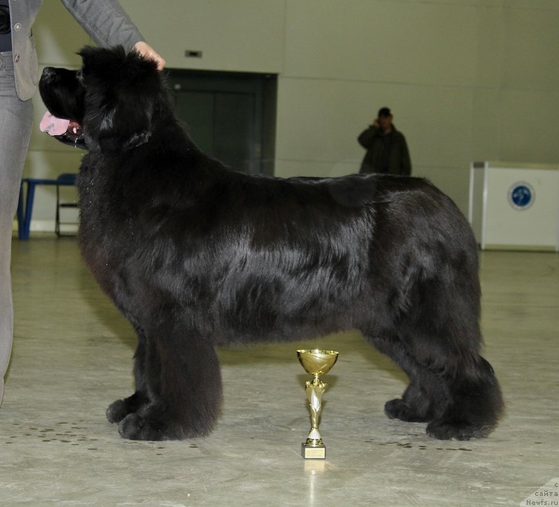 Фото: ньюфаундленд С'Нежная Вьюга Амороне Сартори (S'Nezhnaya Vjuga Amorone Sartori)