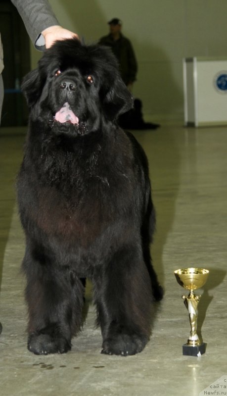 Фото: ньюфаундленд С'Нежная Вьюга Амороне Сартори (S'Nezhnaya Vjuga Amorone Sartori)