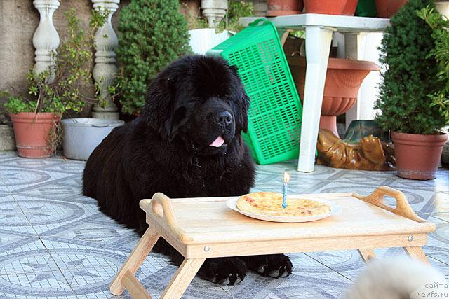 Фото: ньюфаундленд Потап Фидель