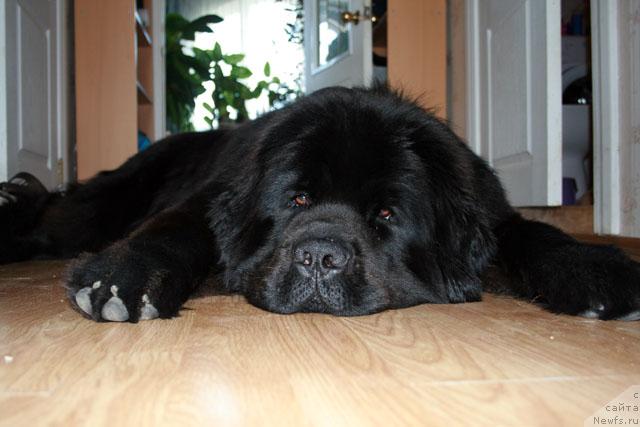 Фото: ньюфаундленд Потап Фидель