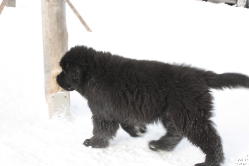 Фото: ньюфаундленд Аллегианс Брайт Проспект