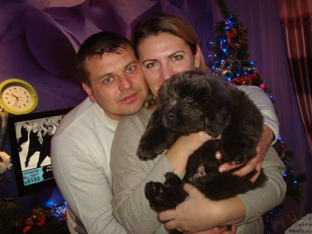 Фото: сын, ньюфаундленд Черный Шарм Амбер Бест Дог ФО Марлеон, ньюфаундленд Аквамариновая Красотка для Марлеон