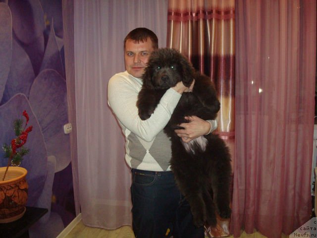 Фото: сын, ньюфаундленд Черный Шарм Амбер Бест Дог ФО Марлеон, ньюфаундленд Аквамариновая Красотка для Марлеон