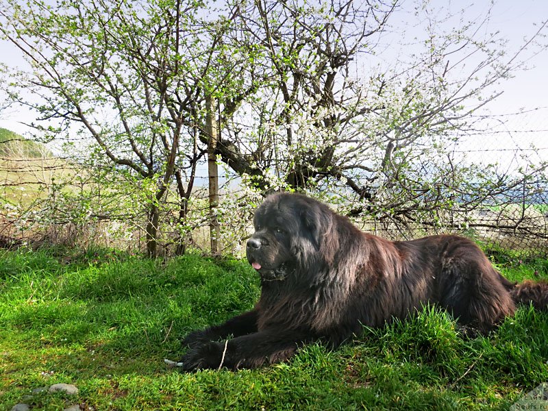 Фото: ньюфаундленд Потап Фидель